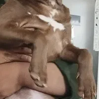 سگ نژاد دار|سگ|مشهد, حسین‌آباد|دیوار