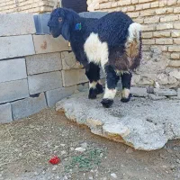 بره تخمی|حیوانات مزرعه|بلداجی, |دیوار
