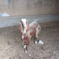 گاو گوسفند کشتاری
