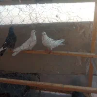 کفتر پرشی