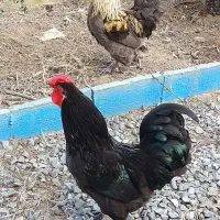 فروش خروس زینتی