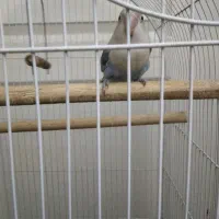 طوطی برزیلی