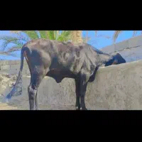 گاو فروشی هست