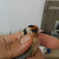سهره|پرنده|مسجد سلیمان, |دیوار