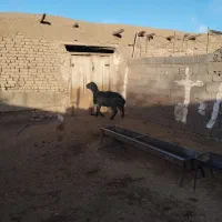 یک راس قوچ و یک بره قوچ درجه یک