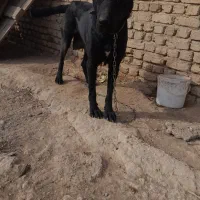 سگ  نگهبان سرابی ماده|سگ|چهاردانگه (تهران), |دیوار