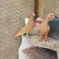 کبوتر سرخ و زرد کرمونی