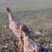 چهار عدد جوجه لاری اوشامای هندی