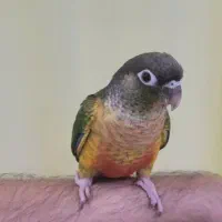 گرینچیک یلوساید دستی