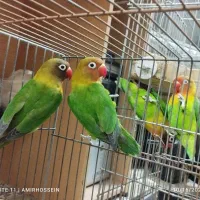 جوجه کوتوله