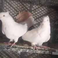 کبوتر سفید کاکلی