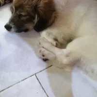 سگ ماده اشپیتز ۴ ماهه ( تیله)|سگ|رشت, ساغری سازان|دیوار