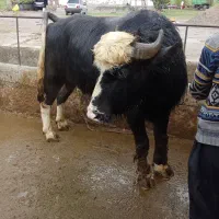 گاومیش نر