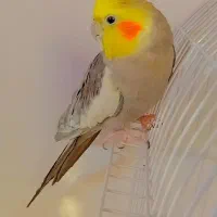 عروس سخنگو|پرنده|رضوانشهر, |دیوار