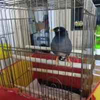 مینا سخنگو بالای 30 کلمه و جمله گو|پرنده|قم, باسکول|دیوار