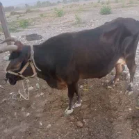فروش گاو باگوساله ماده سمینتال|حیوانات مزرعه|میناب, |دیوار