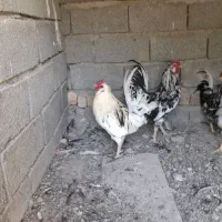 ۲عددخروس گلین|حیوانات مزرعه|شهریار, بکه|دیوار