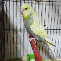 مرغ عشق انگلیسی مولد|پرنده|تهران, یافت آباد جنوبی|دیوار