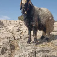 نرمیش ترکی اصل....اطراف لالی