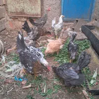 جوجه مرغ و خروس|حیوانات مزرعه|ماهان, |دیوار