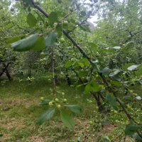 فروش آپارتمان ۱۲۰۰ متری ۲ خوابه طبقه ۱ در فریزی|فروش آپارتمان|مشهد, فریزی|دیوار