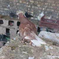 ۱۵عددکفتر|پرنده|اهواز, پردیس|دیوار