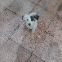 سلام واکسن زده. و بازی گوش