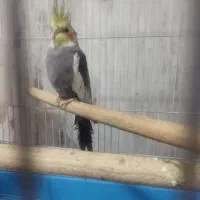 عروس هلندی سخن گو