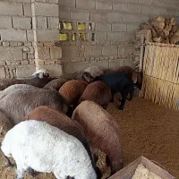 بره قربانی