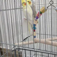 جفت عروس هلندی|پرنده|قدس, شهرک فرزان|دیوار