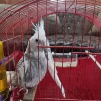 عروس هلندی جفت آلبینو دوکت|پرنده|گرگان, |دیوار