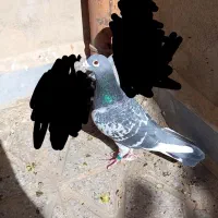 نر پلاکی|پرنده|اهواز, سلطانمنش|دیوار