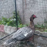 اردک اسرائیلی رنگ خاص کوکو|حیوانات مزرعه|رامسر, |دیوار