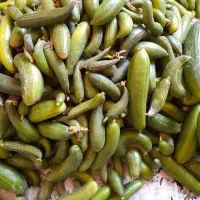 خیار|خوردنی و آشامیدنی|بجنورد, |دیوار