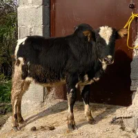 گوساله نر ورزا کوله جنس