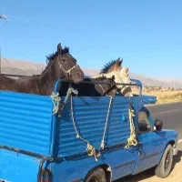 خرید فروش مادیان|اسب و تجهیزات اسب‌سواری|کرمانشاه, |دیوار