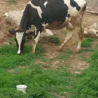 گاو سوپر شیر دوم‌ شکم