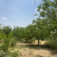 باغ-فروشی-15-ساله