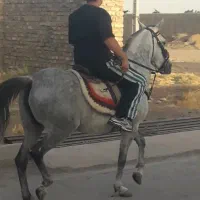 مادیان کرد|اسب و تجهیزات اسب‌سواری|دشتابی, |دیوار