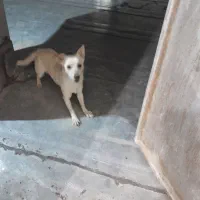 سگ اشپیتزماده|سگ|یزد, |دیوار