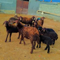 ۷ راس میش بره دار همه کاور جوون