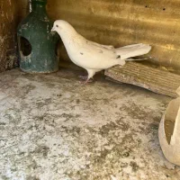 کبوتران همه یکجا دونه ای ۴۰۰ هزارتومان|پرنده|تهران, شهرک شریعتی|دیوار