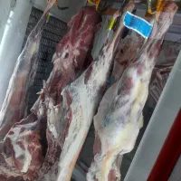 گوسفنده زنده گوشت جگر سیرابی|خوردنی و آشامیدنی|درح, |دیوار