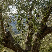 تخفیف ویژه نهال زیتون ارسال فوری و رایگان