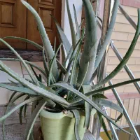 گل و گلدان|گل و گیاه طبیعی|اصفهان, بهارستان (مخابرات)|دیوار