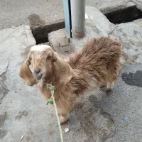 فروش بزغاله ماده در شوش|حیوانات مزرعه|شوش, |دیوار