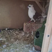 کفتر دوکت|پرنده|قم, باغ شریفی|دیوار