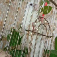 فروش فوری عروس هلندی|پرنده|خرم‌آباد, |دیوار