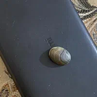 سنگ سلیمانی|جواهرات|باوی, |دیوار