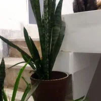 اسکاتیش بلوو|گربه|نیشابور, هفده شهریور|دیوار